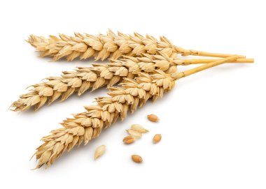 Kurutulmuş buğday kulak