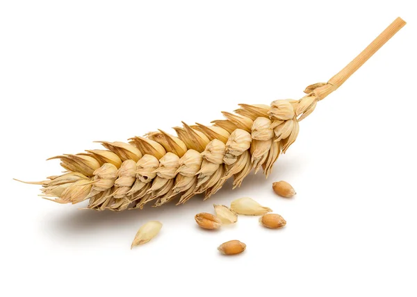 Сушені пшениці вухо — стокове фото