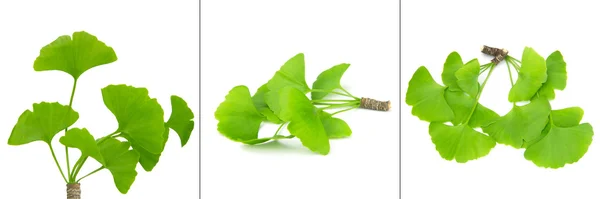 Ginkgo biloba yaprak koleksiyonu — Stok fotoğraf