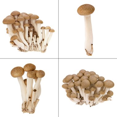 Hypsizygus marmoreus