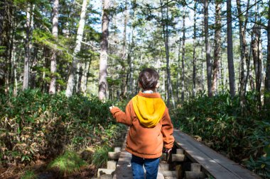 Ormanda yürüyüş yapan bir çocuk, sonbahar sezonunda, ulusal bir parkta bir macera sırasında, küçük tahta bir köprüyü geçiyor..