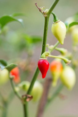 Sweety Drops ya da Little Gaga Biber ağacının yakın plan resmini çek.