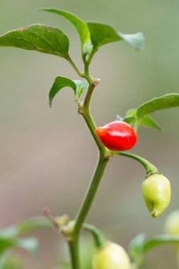 Kırmızı ve yeşil Sweety Drops ya da Küçük Gaga Biber Ağacı 'nın yakın çekimi