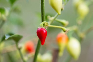 Tatlı Damlalar 'ın yatay resmi veya Küçük Gaga Biber Ağacı