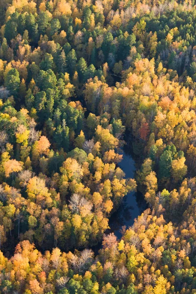 Лісова річка восени, вид зверху — стокове фото