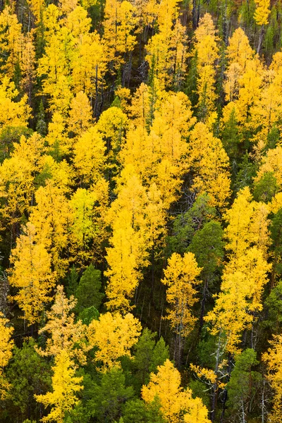 Autumn in Larch tree forest, top view — Stock Photo, Image