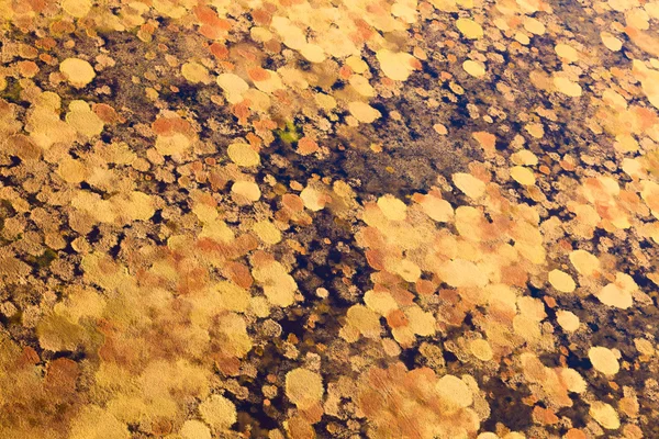 Sumpf im Herbst, obere Ansicht — Stockfoto