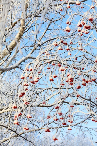 Rowan δέντρο στο χιόνι — Φωτογραφία Αρχείου