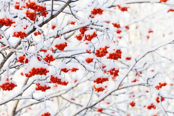 Rowan copac în zăpadă — Fotografie, imagine de stoc