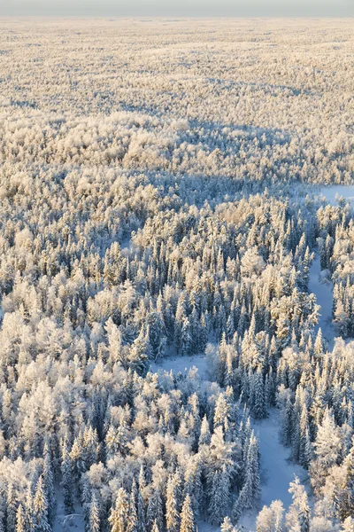 Forest river, utsikten från toppen i solig vinterdag — Stockfoto