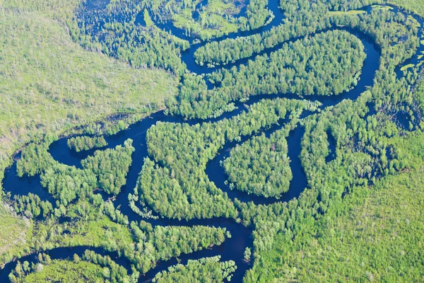 Fiume della foresta in cima allagamento, Mostra — Foto Stock