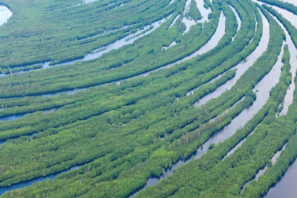 Ve el río del bosque en la parte superior de la inundación, — Foto de Stock