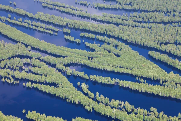 Översvämmad skog bredvid floden, ovanifrån — Stockfoto