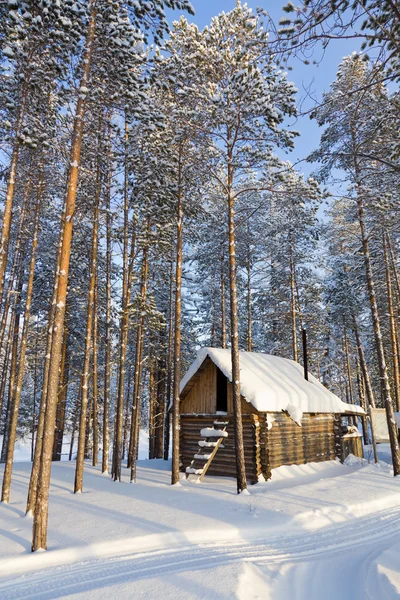 Wood house i en tallskog — Stockfoto