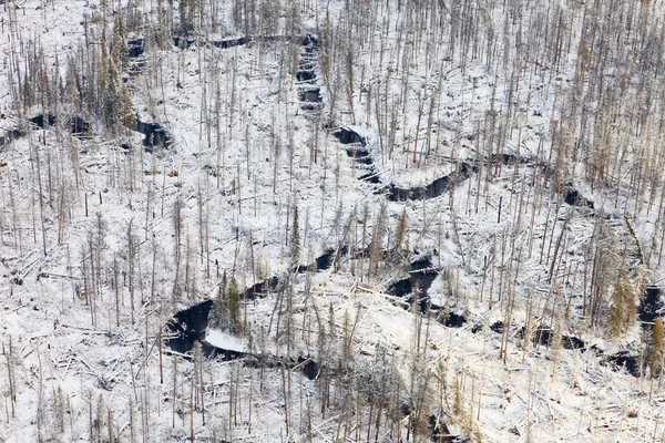 Forest river in winter, top uitzicht — Stockfoto