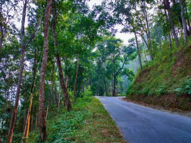 isolated tarmac road leading to deep forests image is taken at western ghat forest karnataka india.