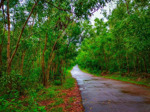 Izolované Asfaltové Cesty Vedoucí Hlubokých Lesů Obraz Pořízen Západě Ghat — Stock fotografie