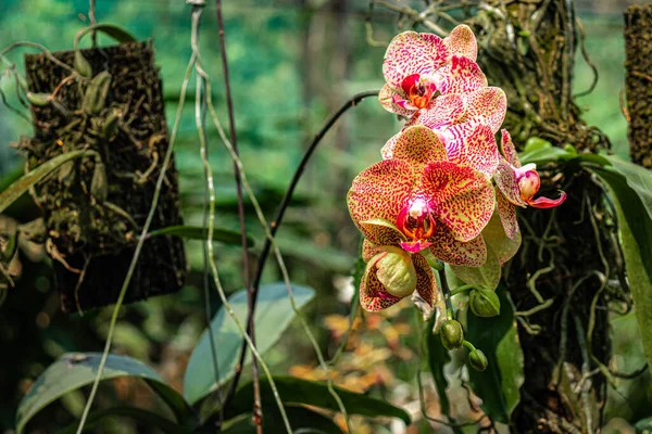 Orkide Benzersiz Türler Gün Içinde Metin Için Bulanık Arkaplan Boşluk — Stok fotoğraf