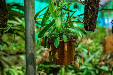 Orkide çiçeği benzersiz türler yakın plan bulanık arkaplan ve gün içinde metin için boşluk ile çekim