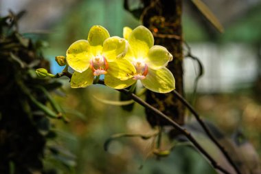 Orkide çiçeği benzersiz türler yakın plan bulanık arkaplan ve gün içinde metin için boşluk ile çekim
