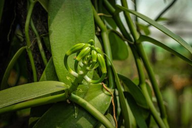 Orkide çiçeği benzersiz türler yakın plan bulanık arkaplan ve gün içinde metin için boşluk ile çekim