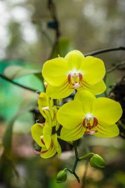 Orkide çiçeği benzersiz türler yakın plan bulanık arkaplan ve gün içinde metin için boşluk ile çekim