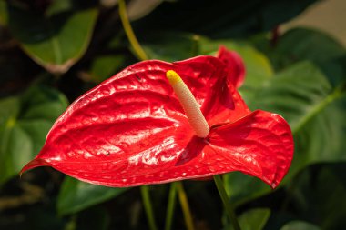 Laceleaf kapalı bitki yakın çekim bulanık arkaplan ile üst açıdan ayrıntılar