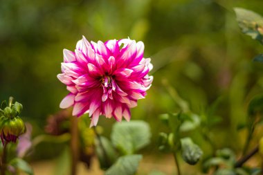 Pembe çiçek tamamen çiçek açtı. Arkaplanı bulanık, arkaplanı da bulanık. Gün içinde metin için boşluk bırakıldı.