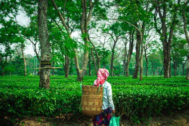 Çay bahçesinde geleneksel ahşap sepetli bir kız.