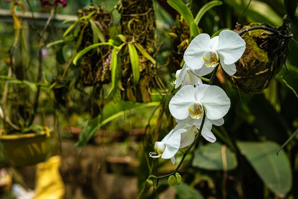 Flor Orquídea Espécies Únicas Close Tiro Com Fundo Borrado Espaço — Fotografia de Stock