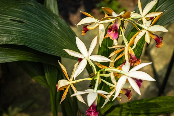 Flor Orquídea Espécies Únicas Close Tiro Com Fundo Borrado Espaço — Fotografia de Stock