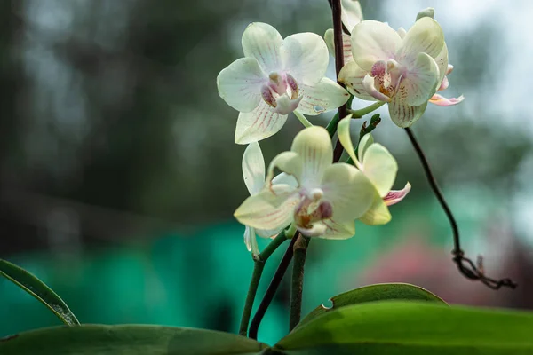 Flor Orquídea Espécies Únicas Close Tiro Com Fundo Borrado Espaço — Fotografia de Stock