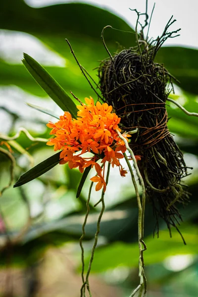 Orkide Çiçeği Benzersiz Türler Yakın Plan Bulanık Arkaplan Gün Içinde — Stok fotoğraf