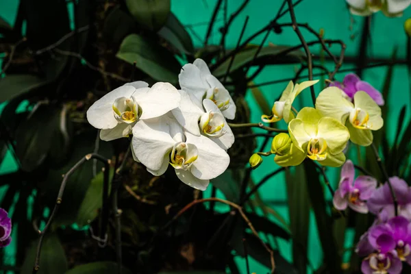 Flor Orquídea Espécies Únicas Close Tiro Com Fundo Borrado Espaço — Fotografia de Stock
