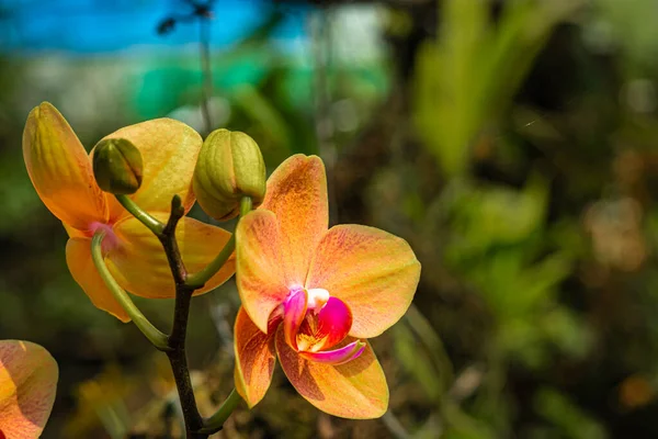 Flor Orquídea Espécies Únicas Close Tiro Com Fundo Borrado Espaço — Fotografia de Stock