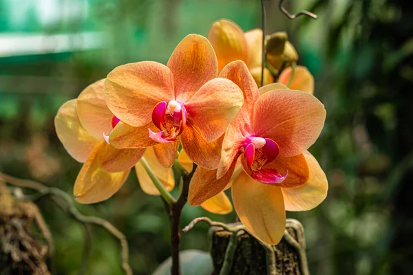 Flor Orquídea Espécies Únicas Close Tiro Com Fundo Borrado Espaço — Fotografia de Stock