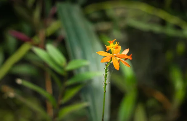 Orkide Çiçeği Benzersiz Türler Yakın Plan Bulanık Arkaplan Gün Içinde — Stok fotoğraf