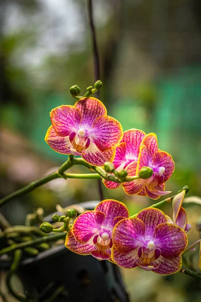 Flor Orquídea Espécies Únicas Close Tiro Com Fundo Borrado Espaço — Fotografia de Stock