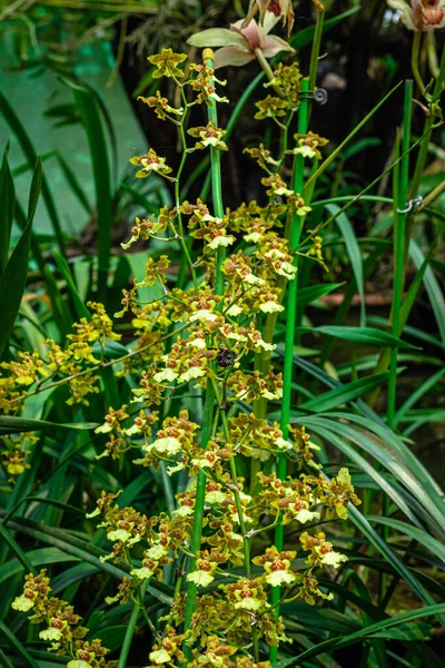 Orquídea Flor Especies Únicas Cerca Disparo Con Fondo Borroso Espacio —  Fotos de Stock