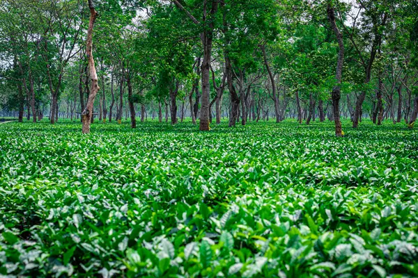 Τσάι Τοπίο Κήπο Πολλά Δέντρα Την Ημέρα Από Επίπεδη Γωνία — Φωτογραφία Αρχείου