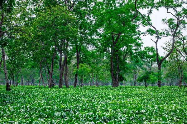 Τσάι Τοπίο Κήπο Πολλά Δέντρα Την Ημέρα Από Επίπεδη Γωνία — Φωτογραφία Αρχείου