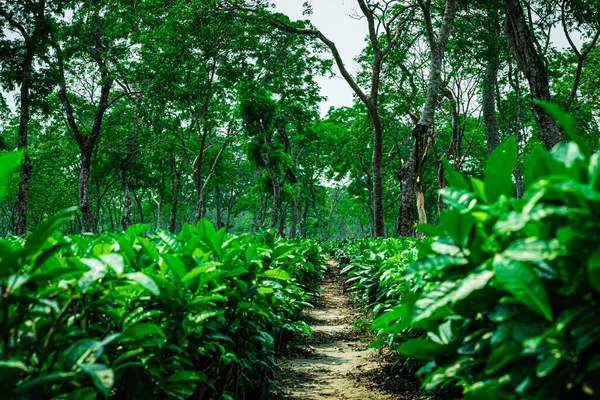 Чайний Сад Прохідними Стежками Провідна Лінія Багато Дерев Фоні Низьким — стокове фото