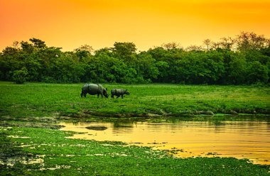 Bir boynuzlu gergedan bebeğiyle birlikte otlakta güneş doğarken turuncu gökyüzü şafak vakti Kaziranga Assam Hindistan 'da çekiliyor..