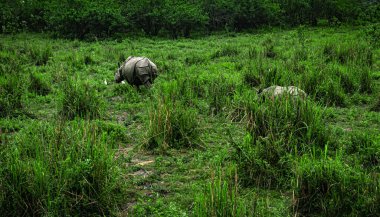 Bir boynuzlu gergedan bebeğiyle şafak vakti otlakta Kaziranga Ulusal Parkı Assam Hindistan 'da çekiliyor..