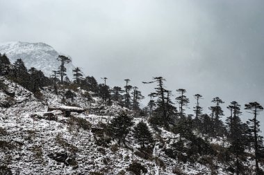 Düz açılı karla kaplı dağ, Sela geçidi Arunachal Pradesh Hindistan 'da çekilmiştir..