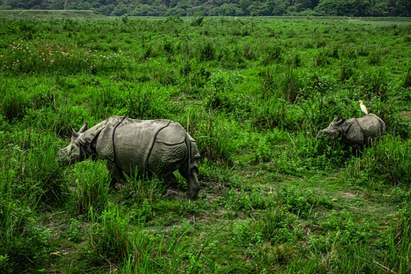Rinoceronte Con Cuernos Con Bebé Los Pastizales Amanecer Imagen Toma —  Fotos de Stock