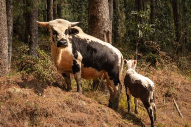 gayal also know at mithun with her calf in forests at day from flat angle image is taken at ziro arunachal pradesh india. clipart