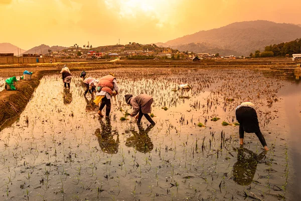 Сільські Фермери Які Працюють Рисовому Полі Гірським Тлом Оранжевим Небом — стокове фото