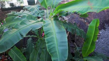 Yeşil muz bitkisinin tropikal bahçedeki en güzel manzarası
