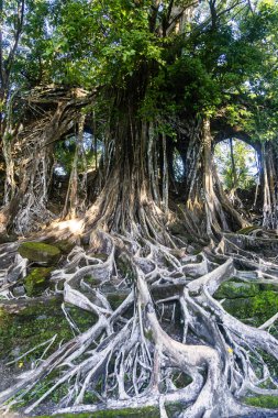 Ross Adası 'ndaki İngiliz döneminin tarihi kalıntıları gün ışığıyla kaplandı.